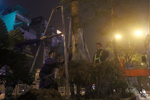 Hà Nội bất ngờ nhổ bỏ hàng trăm cây phượng trong đêm