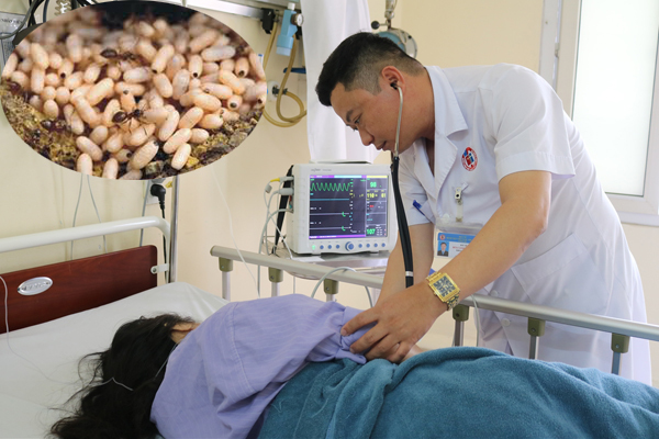 Ăn trứng kiến, một phụ nữ Quảng Ninh nguy kịch