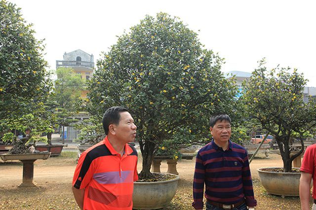 Đại gia Trung Quốc trả triệu USD mua vườn mai tứ quý 'độc nhất' Việt Nam