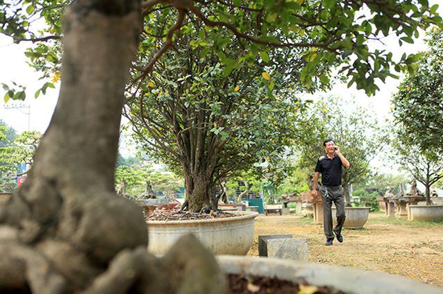 Đại gia Trung Quốc trả triệu USD mua vườn mai tứ quý 'độc nhất' Việt Nam