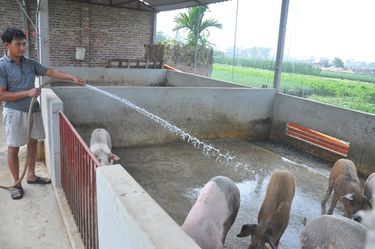 Bộ Tư pháp 'tuýt còi' quy định không nuôi heo bằng bèo tây, thân chuối