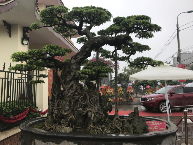 Chiêm ngưỡng cây sanh hàng trăm tuổi có giá triệu đô ở Hưng Yên Chiêm ngưỡng cây sanh hàng trăm tuổi có giá triệu đô ở Hưng Yên