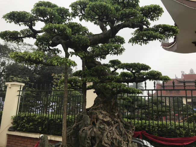 Chiêm ngưỡng cây sanh hàng trăm tuổi có giá triệu đô ở Hưng Yên Chiêm ngưỡng cây sanh hàng trăm tuổi có giá triệu đô ở Hưng Yên