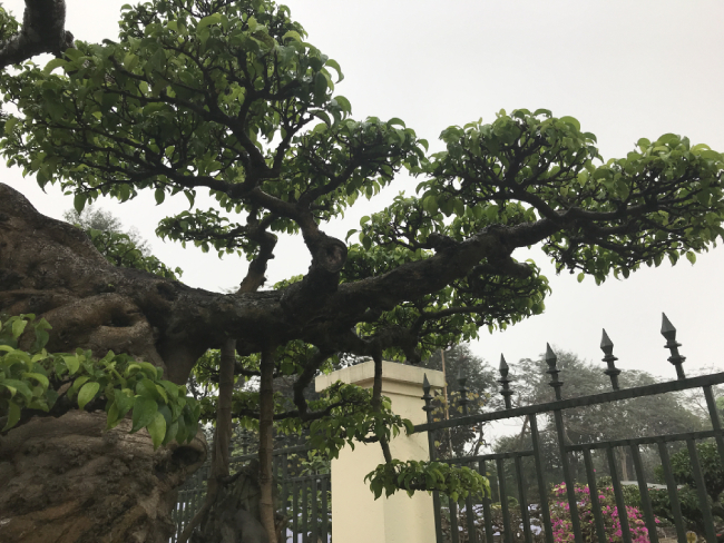 Chiêm ngưỡng cây sanh hàng trăm tuổi có giá triệu đô ở Hưng Yên Chiêm ngưỡng cây sanh hàng trăm tuổi có giá triệu đô ở Hưng Yên