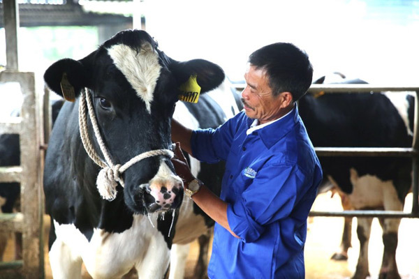 600 triệu phú bò sữa trên cao nguyên Mộc Châu