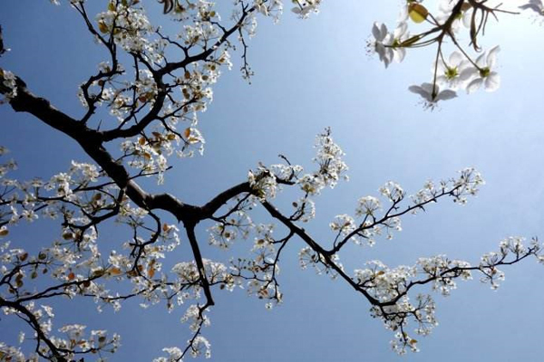 Bài cúng Tết Thanh minh theo 'Văn khấn cổ truyền Việt Nam'
