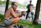 Hãi hùng chó chạy rông khắp Sài Gòn