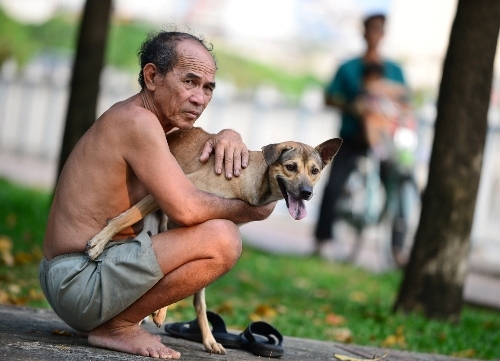 Hãi hùng chó chạy rông khắp Sài Gòn