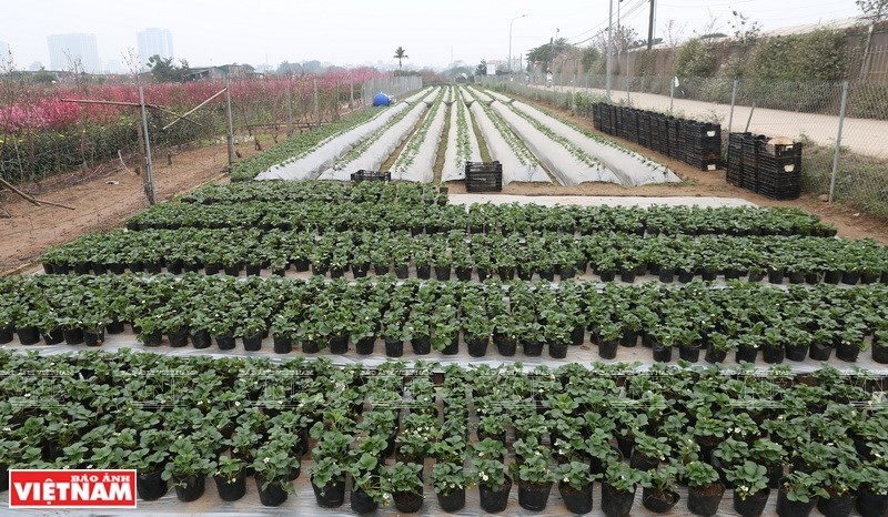 Strawberry farm in Hanoi