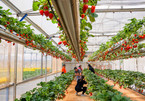 Exploring a hi-tech strawberry garden in Da Lat