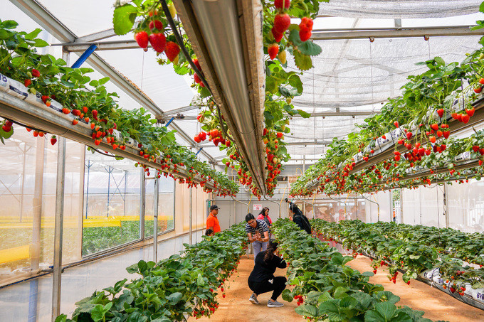 Exploring a hi-tech strawberry garden in Da Lat