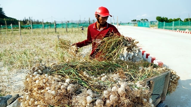 Garlic season in Ly Son