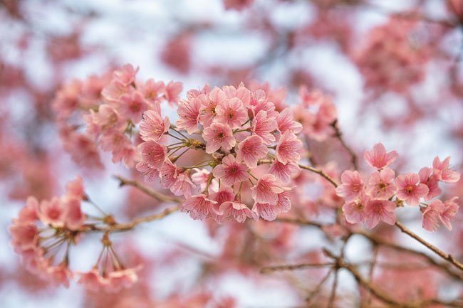 Da Lat beautiful in pink