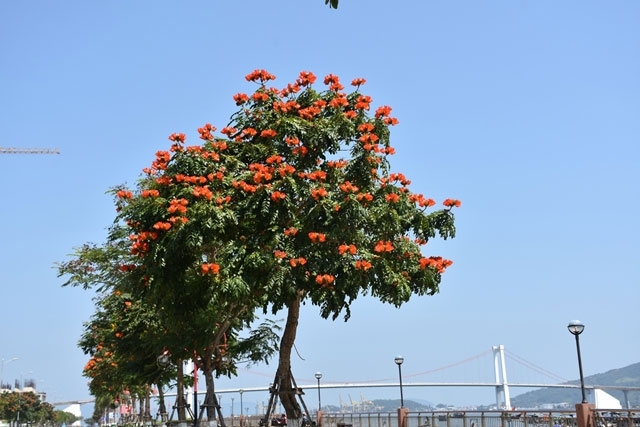 Da Nang bright with colourful flowers in March