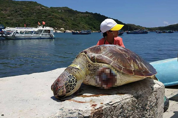 Rùa xanh quý hiếm nặng gần 20 kg bị cắt 2 vây dạt vào biển