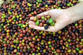 Vietnam boosts production of speciality coffee