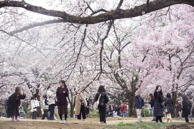 桜の季節：日本の「魔法の」商業シーズン