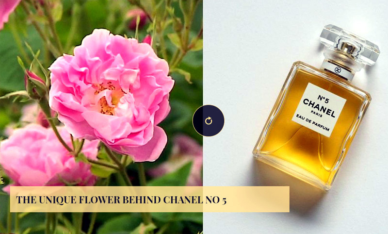 Bí mật bông hoa độc đáo đằng sau lọ Chanel No 5