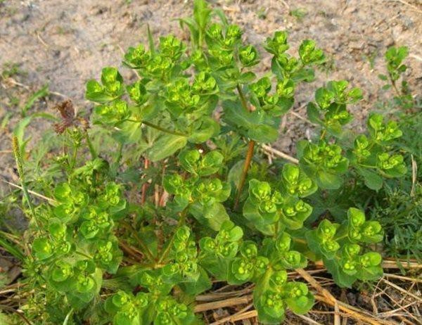 Loại cỏ dại ven đường, người Việt phơi khô bán giá thần dược