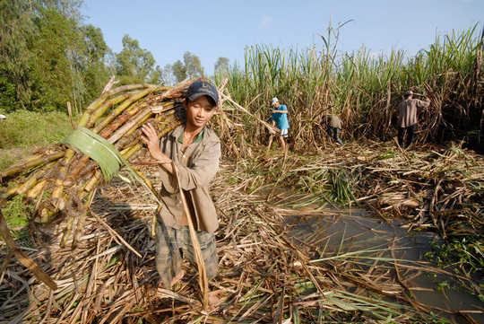 VN sugar association seeks help amid bankruptcy fears