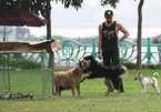 Potential danger from unattended dogs on Hanoi streets