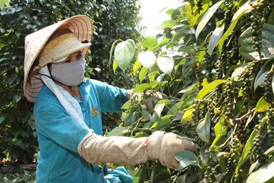 Black pepper prices fall to 10-year low, farmers unable to pay debts