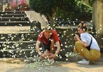 Butterflies in Cuc Phuong national park