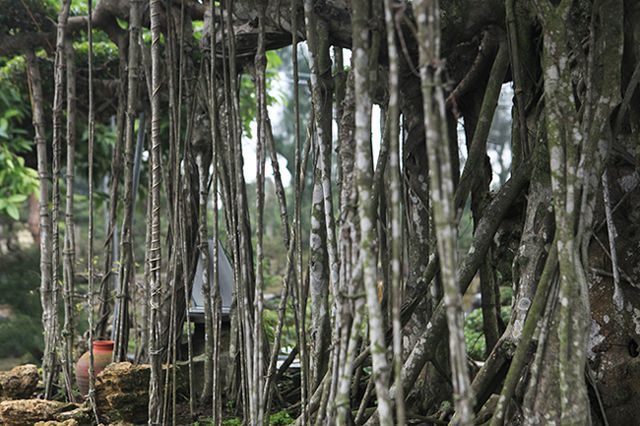 Dành 'cả thanh xuân' tạo tác cây sanh cổ, kết quả thu được khiến ai cũng mê Dành 'cả thanh xuân' tạo tác cây sanh cổ, kết quả thu được khiến ai cũng mê