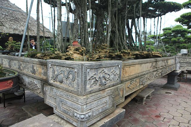 Dành 'cả thanh xuân' tạo tác cây sanh cổ, kết quả thu được khiến ai cũng mê Dành 'cả thanh xuân' tạo tác cây sanh cổ, kết quả thu được khiến ai cũng mê