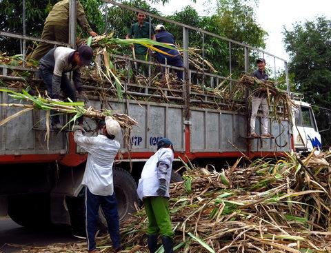 Sugar companies in danger of going bankrupt