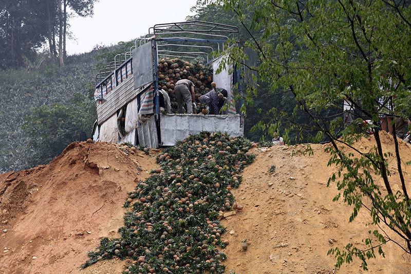 Pineapples dumped following halt to Chinese exports