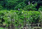 Natural Thung Nham Bird Park a site for bird lovers