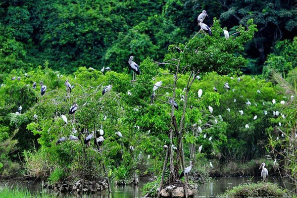 Natural Thung Nham Bird Park a site for bird lovers