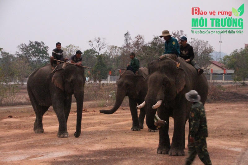 Trafficked elephant tusks flooding Central Highlands