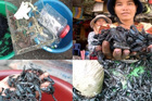Thực hư thông tin 'đặc sản' bọ cạp đen chữa được bệnh ung thưicon