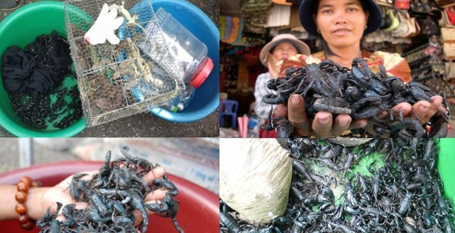 Thực hư thông tin 'đặc sản' bọ cạp đen chữa được bệnh ung thư