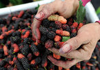 Blooming mulberry season in Hanoi