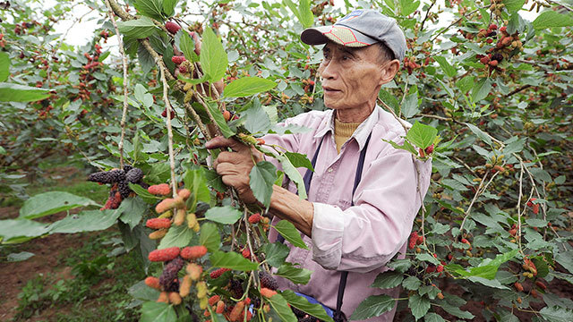 Blooming mulberry season in Hanoi