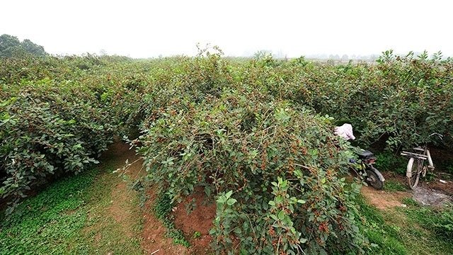 Blooming mulberry season in Hanoi