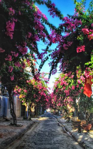 Signs of summer as great bougainvillea flowers emerge in Nha Trang