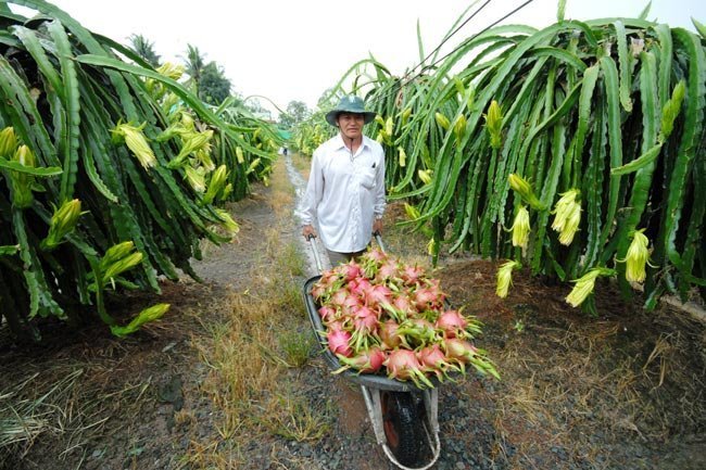 Rough road for VN farm exports to the EU