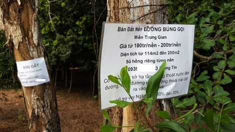 Hoang tàn sau cơn sốt: Phú Quốc ngàn mảnh đất hoang