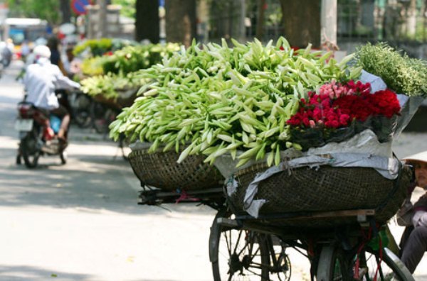 Hanoi streets adorned with lilies