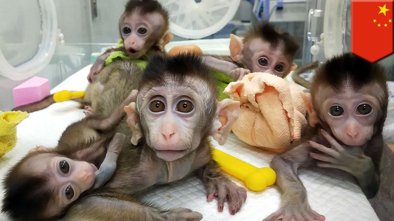 Các nhà khoa học Trung Quốc lại bị phê phán vì cấy gene người cho khỉ