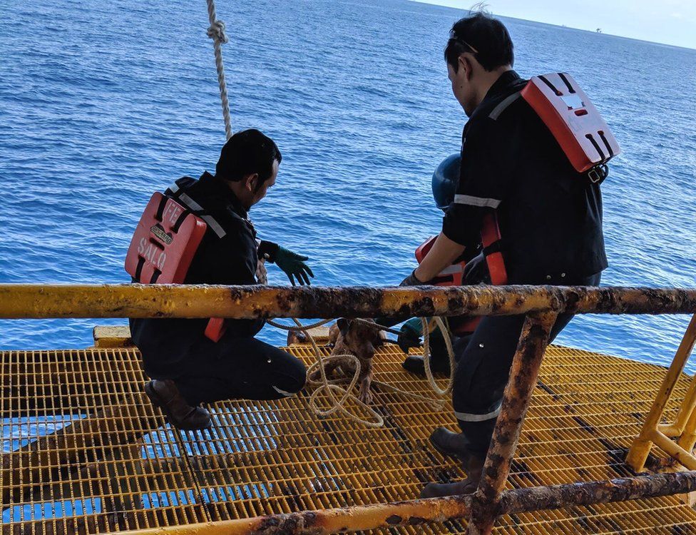 Giải cứu chú chó lênh đênh trên biển, cách bờ 220km