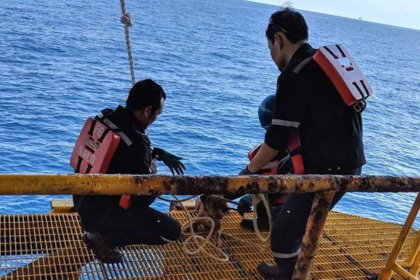 Giải cứu chú chó lênh đênh trên biển, cách bờ 220km