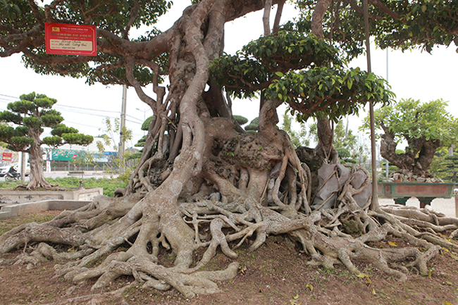  Cây sanh cổ nhất Việt Nam, đổi ngang 20 lô đất, chủ nhân không gật Sanh-long-chua-10