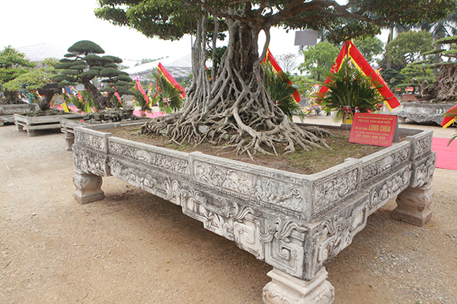  Cây sanh cổ nhất Việt Nam, đổi ngang 20 lô đất, chủ nhân không gật Sanh-long-chua-11