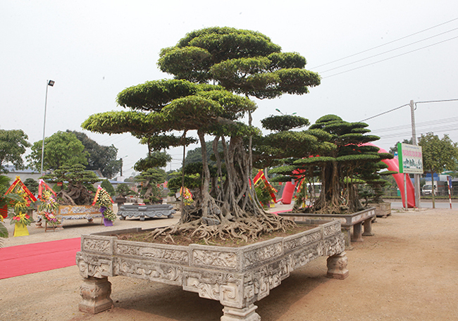  Cây sanh cổ nhất Việt Nam, đổi ngang 20 lô đất, chủ nhân không gật Sanh-long-chua-12