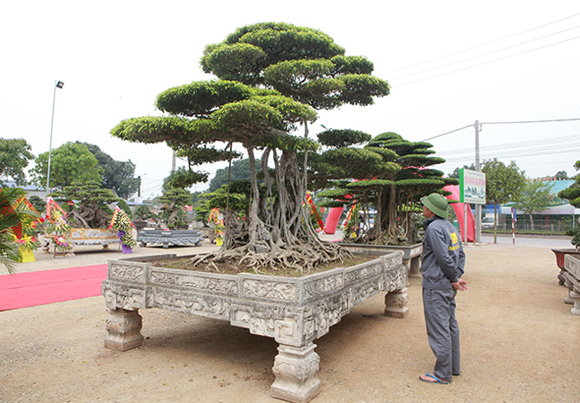  Cây sanh cổ nhất Việt Nam, đổi ngang 20 lô đất, chủ nhân không gật Sanh-long-chua-2